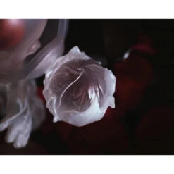 Roseonly X Skullpanda Burining Limited Figure -Toysez 4 728369ba 9639 42ec 8bf2 4368a061b844